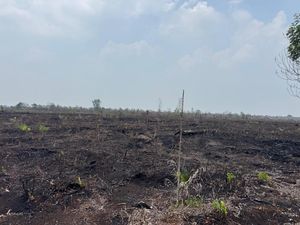 Polres Bengkalis Tetapkan 1 Tersangka Kasus Karhutla dan Perambahan Hutan
