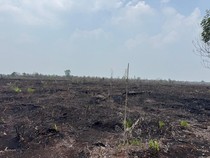 BMKG Prediksi Hujan Sedang Akan Guyur Sejumlah Provinsi Terdampak Karhutla