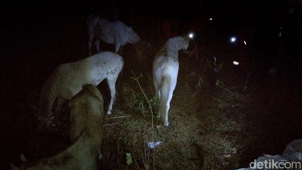 Truk bermuatan enam ekor kuda yang mengalami kecelakaan tunggal di Sijonggol, Kajoran, Magelang, Sabtu (29/8/2026). Truk bermuatan enam ekor kuda yang mengalami kecelakaan tunggal di Sijonggol, Kajoran, Magelang, Sabtu (29/8/2026).