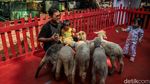 Serunya Melihat dan Memberi Makan Hewan di Flona 2026