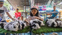 Serunya Melihat dan Memberi Makan Hewan di Flona 2026
