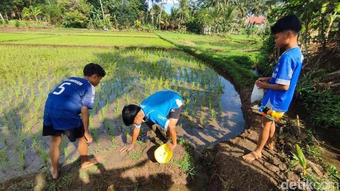 Anak-anak di Ciamis sedang asyik berburu ikan gabus di sawah.