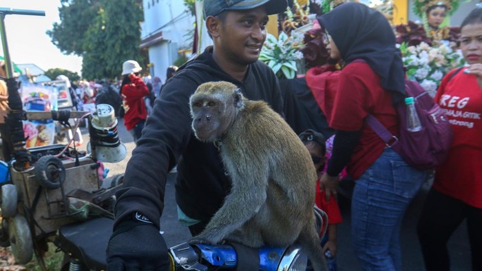 Seekor monyet ekor panjang (macaca fascicularis) melakukan atraksi di atas sepeda mini pada pertunjukan topeng monyet jalanan di Banyuwangi, Jawa Timur, Minggu (30/8/2026). Meskipun pemerintah telah melarang keras eksploitasi satwa melalui regulasi pasal 302 KUHP dan pasal 337 UU no 1/2023 tentang penganiayaan terhadap satwa serta berrisiko tinggi menularkan penyakit zoonosis, praktik ilegal tersebut masih marak akibat desakan ekonomi pawang serta rendahnya kesadaran masyarakat yang masih bersedia menonton dan memberikan uang. ANTARA FOTO/Budi Candra Setya