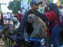 Monyet Dipaksa Beratraksi, Praktik Topeng Monyet Masih Menjamur di Banyuwangi