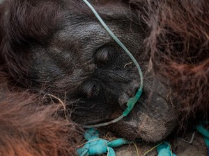 Kematian Orang Utan Sempurna Tuai Sorotan Tajam Senayan