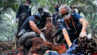 Kena Asap Karhutla, Orang Utan Ditemukan Terkapar di Kebun Warga Ketapang