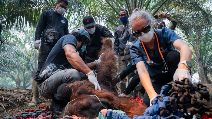 Orang utan di Ketapang dievakuasi dari kebun warga karena terpapar asap karhutla. (dok YIARI)