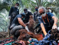 Kena Asap Karhutla, Orang Utan Ditemukan Terkapar di Kebun Warga Ketapang