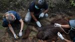 Orangutan Sampurna Lolos dari Kebakaran, Kini Berjuang Pulihkan Pernapasan