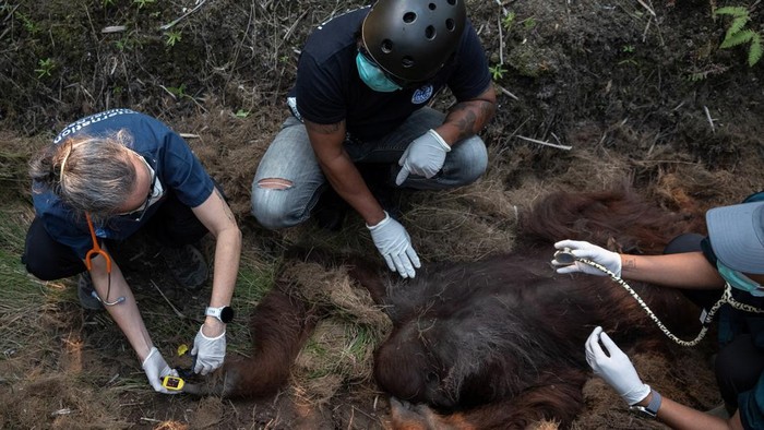 Orangutan bernama Sampurna berhasil diselamatkan dari sebuah perkebunan kelapa sawit di Desa Kuala Satong, Kabupaten Ketapang, Kalimantan Barat, yang berada di dekat kawasan terdampak kebakaran hutan, Minggu (30/8/2026). REUTERS/Willy Kurniawan
