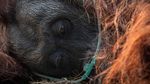 Orangutan Sampurna Lolos dari Kebakaran, Kini Berjuang Pulihkan Pernapasan