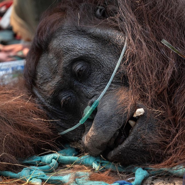 Orangutan Sampurna Lolos dari Kebakaran, Kini Berjuang Pulihkan Pernapasan