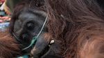 Orangutan Sampurna Lolos dari Kebakaran, Kini Berjuang Pulihkan Pernapasan