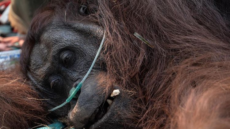 Orangutan Sampurna Lolos dari Kebakaran, Kini Berjuang Pulihkan Pernapasan
