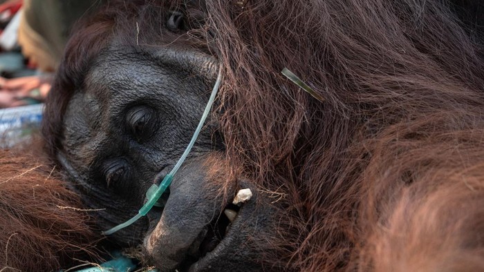 Orangutan bernama Sampurna berhasil diselamatkan dari sebuah perkebunan kelapa sawit di Desa Kuala Satong, Kabupaten Ketapang, Kalimantan Barat, yang berada di dekat kawasan terdampak kebakaran hutan, Minggu (30/8/2026). REUTERS/Willy Kurniawan