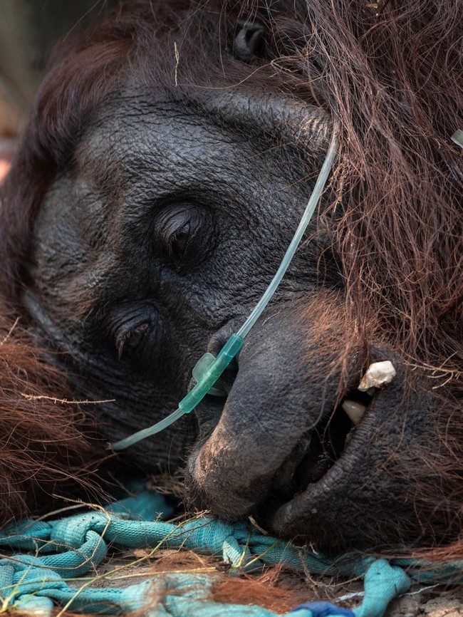 Orangutan Sampurna Lolos dari Kebakaran, Kini Berjuang Pulihkan Pernapasan