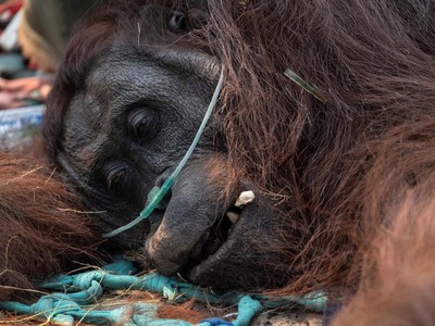 Terdampak Karhutla, Orangutan di Kalimantan Diselamatkan dalam Kondisi Lemas