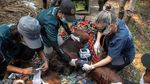 Orangutan Sampurna Lolos dari Kebakaran, Kini Berjuang Pulihkan Pernapasan
