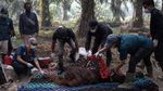 Orangutan Sampurna Lolos dari Kebakaran, Kini Berjuang Pulihkan Pernapasan