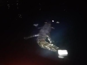 Penampakan Buaya Terkam Pemuda Menyelam Panah Ikan di Pantai Pasangkayu