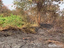 Video Situasi di Rorotan Cilincing Usai 30 Hektare Area Alang-alang Terbakar