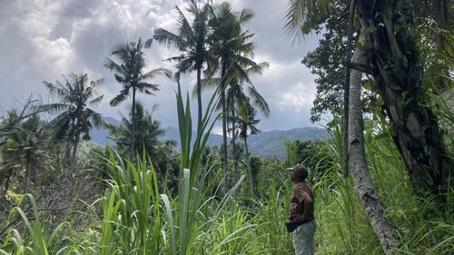 Petani kelapa menatap pohon-pohon nyiur yang belum berbuah sempurna di Desa Pikat, Kecamatan Dawan, Klungkung, Bali, Minggu (30/8/2026). (Fatih Kudus Jaelani/detikBali)