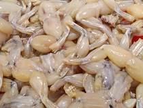 Bikin Heboh! Daging Kodok Dijual di Supermarket dengan Label Halal MUI