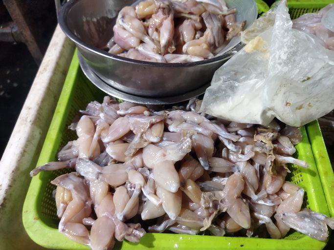 Daging kodok. Ilustrasi