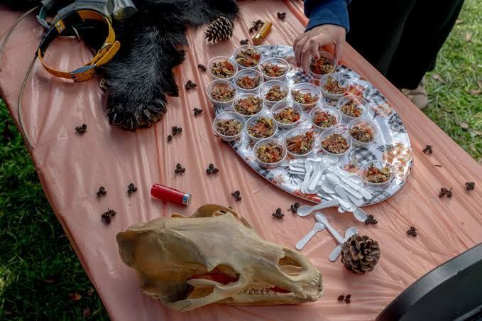 5 Festival Makanan Ekstrem di Dunia, Ada Tantangan Kejar Keju dari Bukit!
