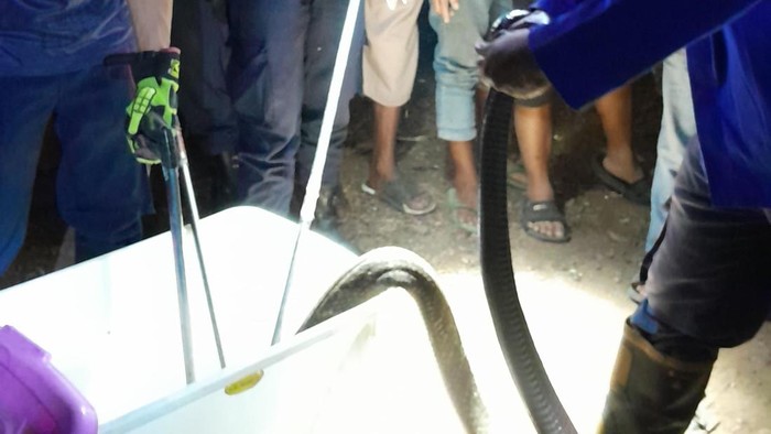 Proses evakuasi ular king cobra jumbo di Dusun Rejowinangun, Desa Kalongan, Kecamatan Ungaran Timur, Kabupaten Semarang, Sabtu (29/8/2026).