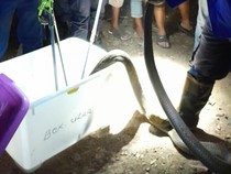 Momen Damkar Semarang Tangkap King Kobra Jumbo 3 Meter