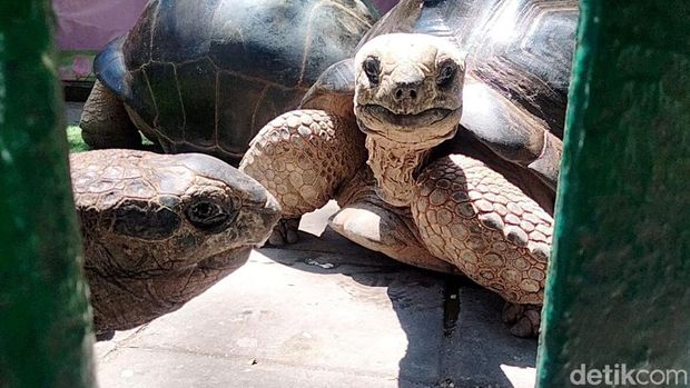 Kura-kura Aldbra koleksi Kebun Binatang Surabaya