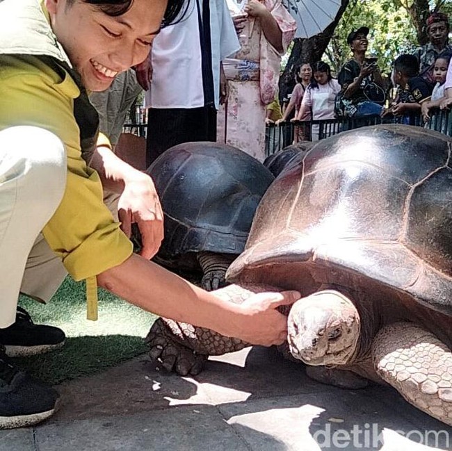 4 Kura-kura Aldabra Koleksi Satwa Baru Kebun Binatang Surabaya
