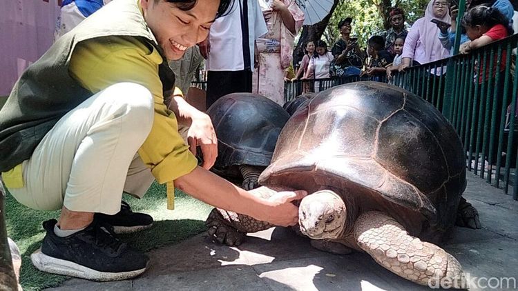 4 Kura-kura Aldabra Koleksi Satwa Baru Kebun Binatang Surabaya