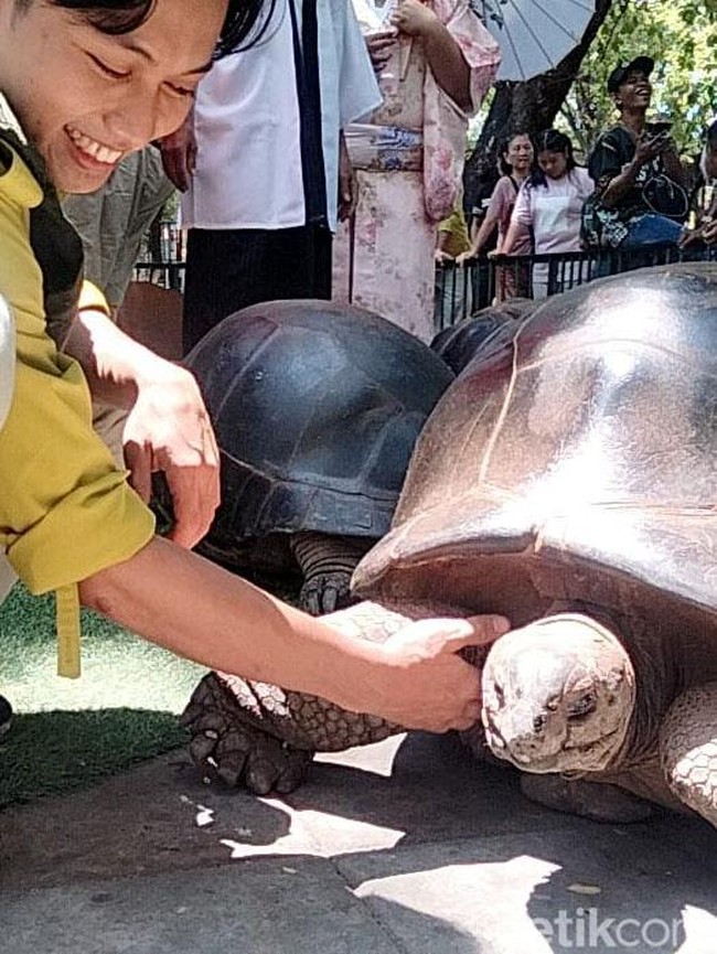 4 Kura-kura Aldabra Koleksi Satwa Baru Kebun Binatang Surabaya