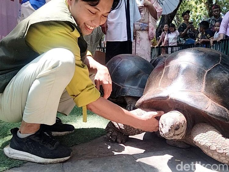 4 Kura-kura Aldabra Koleksi Satwa Baru Kebun Binatang Surabaya
