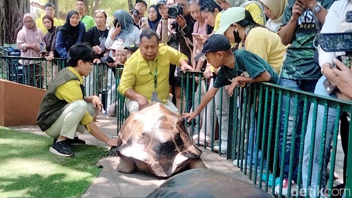 Kura-kura Aldbra koleksi Kebun Binatang Surabaya