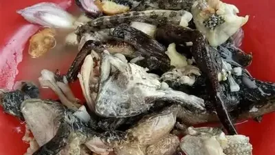 8 Makanan Ekstrem di Thailand, Ada Dancing Shrimp hingga Tikus Panggang!