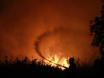 Menhut Larang Keras Lokasi Bekas Karhutla Ditanami Sawit