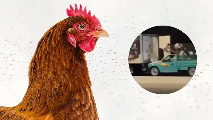 Mirip Adegan Fast & Furious! 140 Kg Ayam Dicuri dari Truk yang Melaju