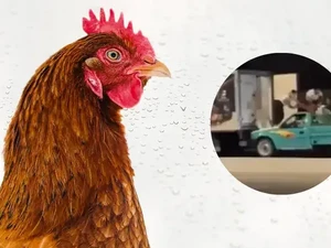 Mirip Adegan Fast & Furious! 140 Kg Ayam Dicuri dari Truk yang Melaju