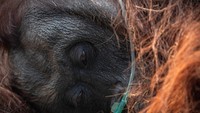 Orang Utan Sesak Napas Gegara Asap Kebakaran Hutan Kalimantan