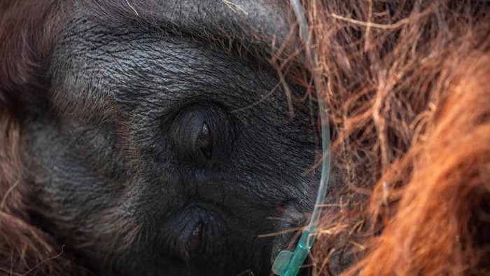 An orangutan, named Sampurna, receives emergency treatments after being rescued, at a palm-oil plantation near an area affected by wildfires, in Kuala Satong village, Ketapang regency, West Kalimantan province, Indonesia, August 30, 2026. REUTERS/Willy Kurniawan