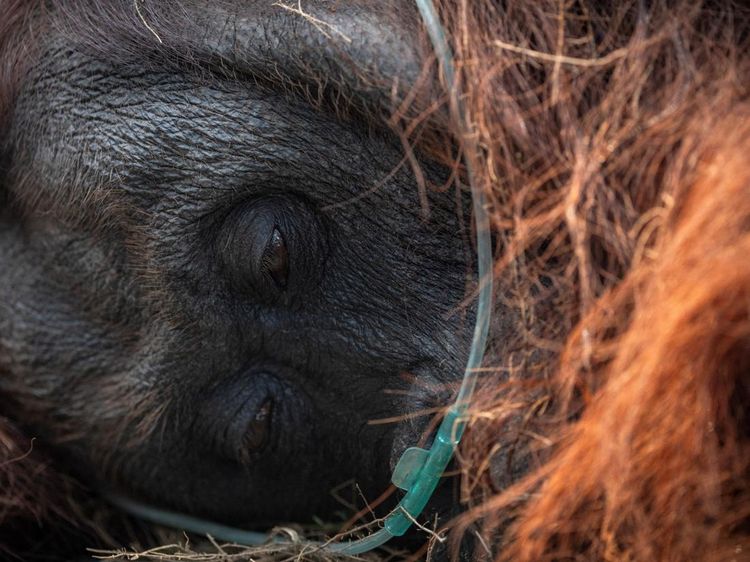 Orang Utan Sesak Napas Gegara Asap Kebakaran Hutan Kalimantan