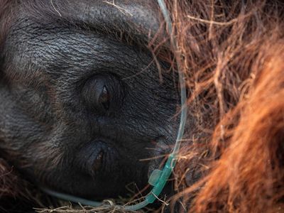 Orang Utan Sesak Napas Gegara Asap Kebakaran Hutan Kalimantan