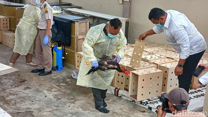 Pemusnahan puluhan ayam Bangkok selundupan yang di gagalkan polisi di Batam.