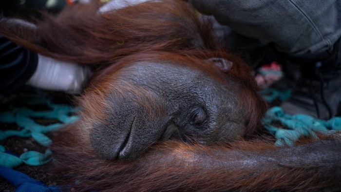 Penyelamatan orang utan yang terdampak karhutla di Ketapang.
