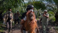 Asap Karhutla Memprihatinkan Sampai Bikin Orang Utan Pingsan