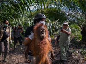 Karhutla Hancurkan Habitat, 6 Orang Utan Diselamatkan dalam 3 Pekan