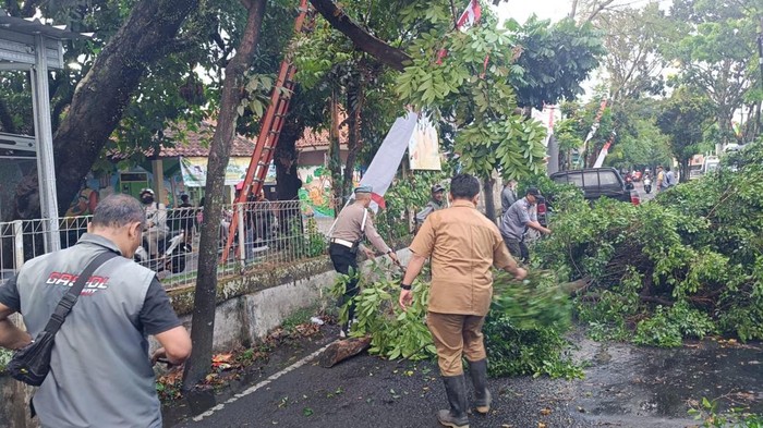 Pohon beringin tumbang di Buahbatu, Kota Bandung